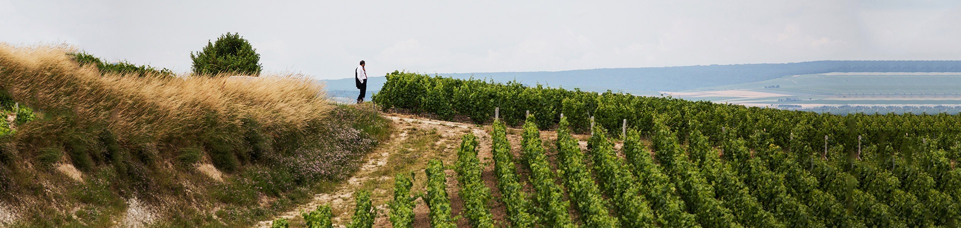 bruno_paillard_dans_les_vignes